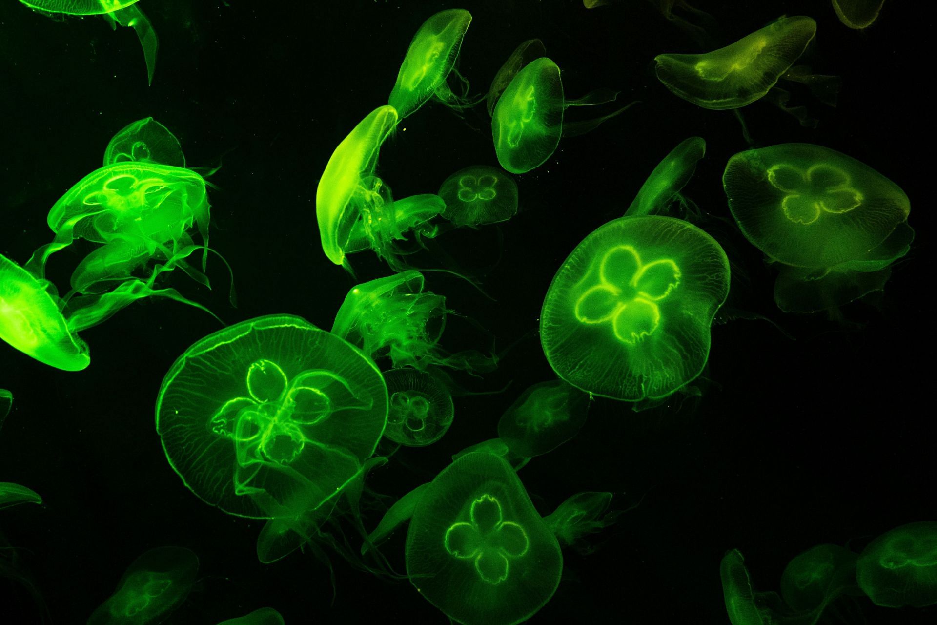 Genetic disorder (Image via Pexels / Willy Arisky)
